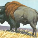 Bison  postcard (#97)