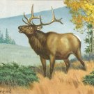 Elk   postcard (#98)