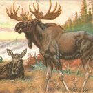 Moose  postcard (#99)