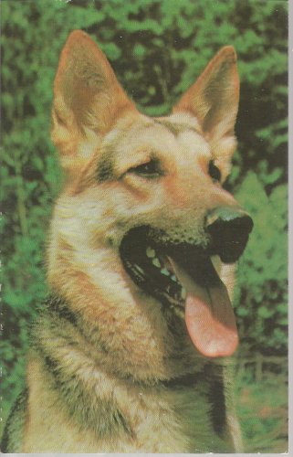 German Shepherd  postcard (#100)