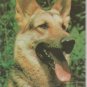 German Shepherd  postcard (#100)