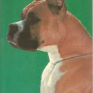 Boxer  postcard (#102)