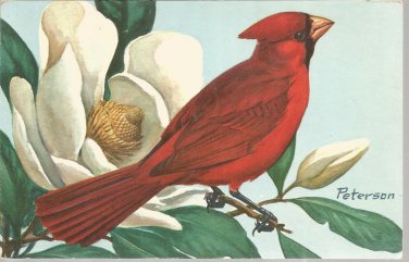 Cardinal  postcard (#103)