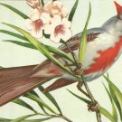 Pyrrhuloxia postcard (#106)