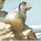 Hoary Marmot  postcard (#109)