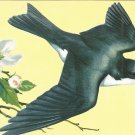 Tree Swallow  postcard (#112)