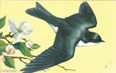 Tree Swallow  postcard (#112)