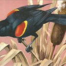 Redwinged Blackbird  postcard (#113)