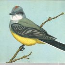 Western Kingbird  postcard (#114)