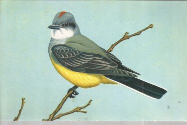 Western Kingbird  postcard (#114)