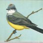 Western Kingbird  postcard (#114)