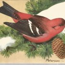 White-Winged Crossbill   postcard (#115)