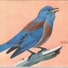 Western Bluebird   postcard (#116)