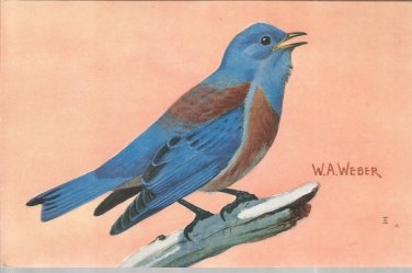 Western Bluebird   postcard (#116)