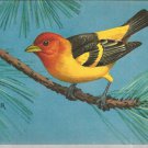 Western Tanager  postcard (#119)