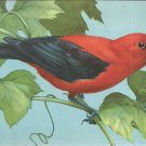 Scarlet Tanager  postcard (#120)