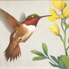 Rufous Hummingbird postcard (#121)