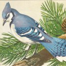 Blue Jay postcard (#122)