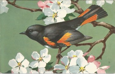 Redstart postcard (#125)