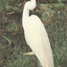 American Egret  postcard (#129)