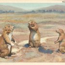 Prairie Dogs postcard (#146)