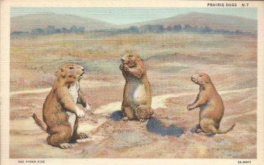 Prairie Dogs postcard (#146)