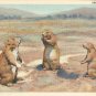 Prairie Dogs postcard (#146)