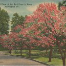 A typical view of Red Bud Trees in Bloom  Shreveport, LA.  postcard (#163)