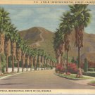 A palm lined residential Street, Pasadena, California  postcard (#180)