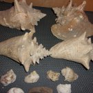 Sea Shells- assorted sizes- vintage