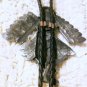 kachina eagle native dancer blue FAUX stones bolo slide tie western dance free usa shipping