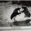 Giant Bears of Kodiak Island 1994 photo 8x10 national geographic
