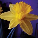 Daffodil