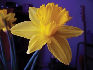 Daffodil