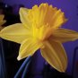 Daffodil