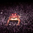 Visitor In The Night