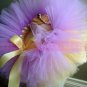 PHOEBE | toddler girls 'bows-n-bling' tutu