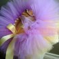 PHOEBE | toddler girls 'bows-n-bling' tutu