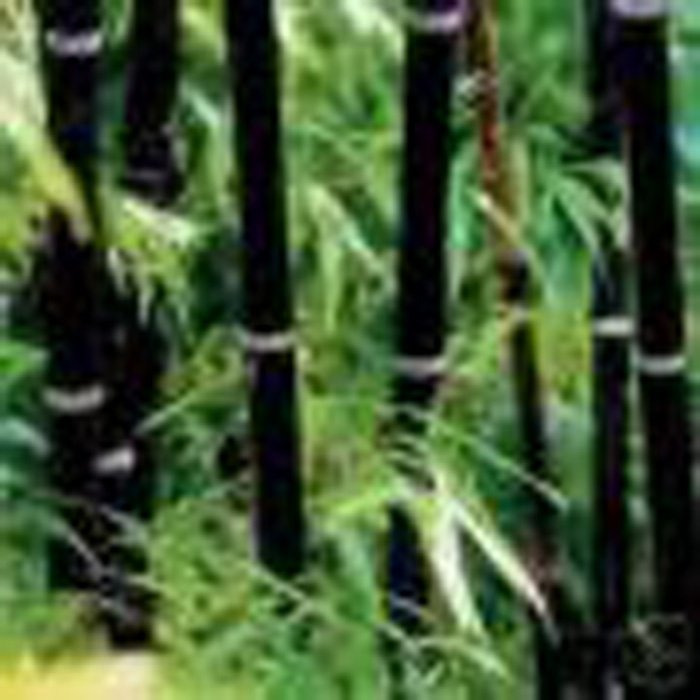 5 Live Ornamental Black Bamboo Phyllostachys Nigra Rhizomes Plant Starts 2881