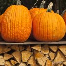 Pumpkin Firewood SS1