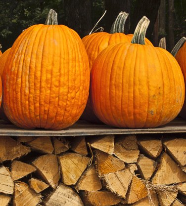 Pumpkin Firewood SS1