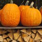 Pumpkin Firewood SS1