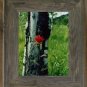 8 X 8 Wide Western Picture Rustic Frames