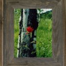 20 X 24 Wide Western Picture Rustic Frames with Plexiglas