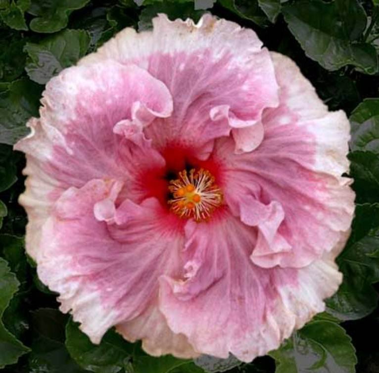 'C'est Bon' Cajun Series Tropical Hibiscus Plant 4.5