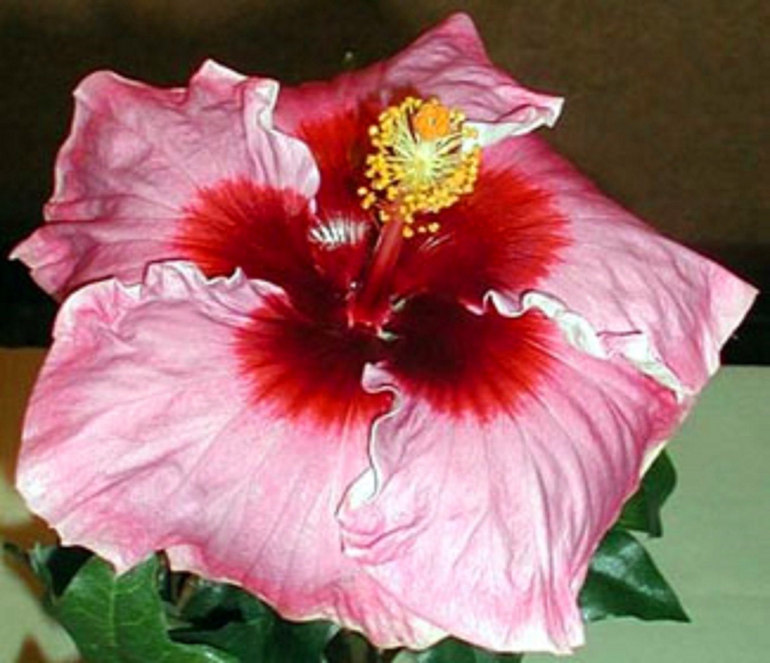 'Bonjour' Cajun Series Tropical Hibiscus Plant 4.5