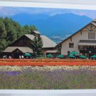 Postcard House Restaurant Flower Garden White Orange Purple Yellow Beautiful