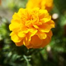 Two Yellow Friends