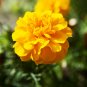 Two Yellow Friends