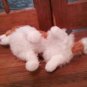 Mellissa & Doug Cavalier King Charles Spaniel